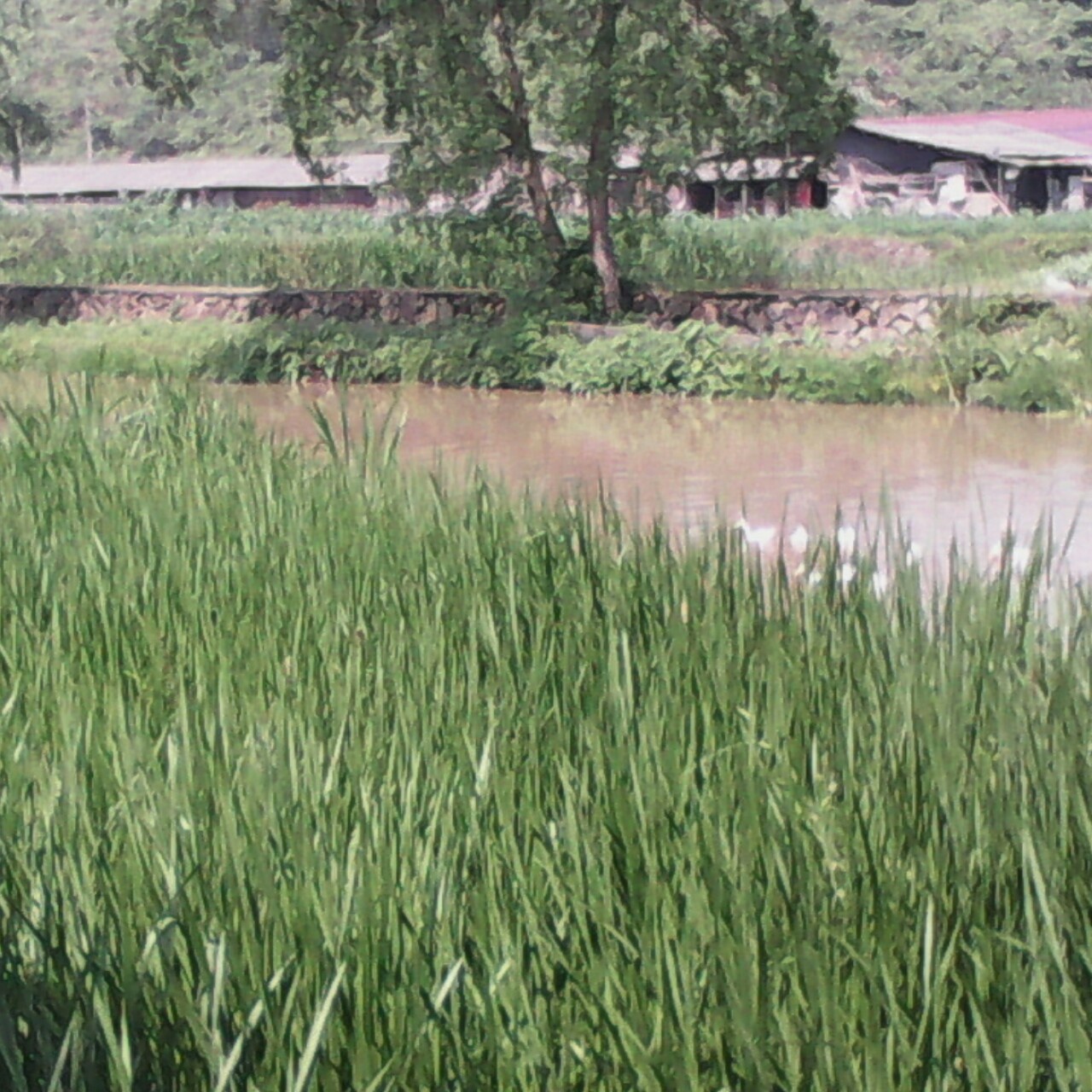 希望的田野早安