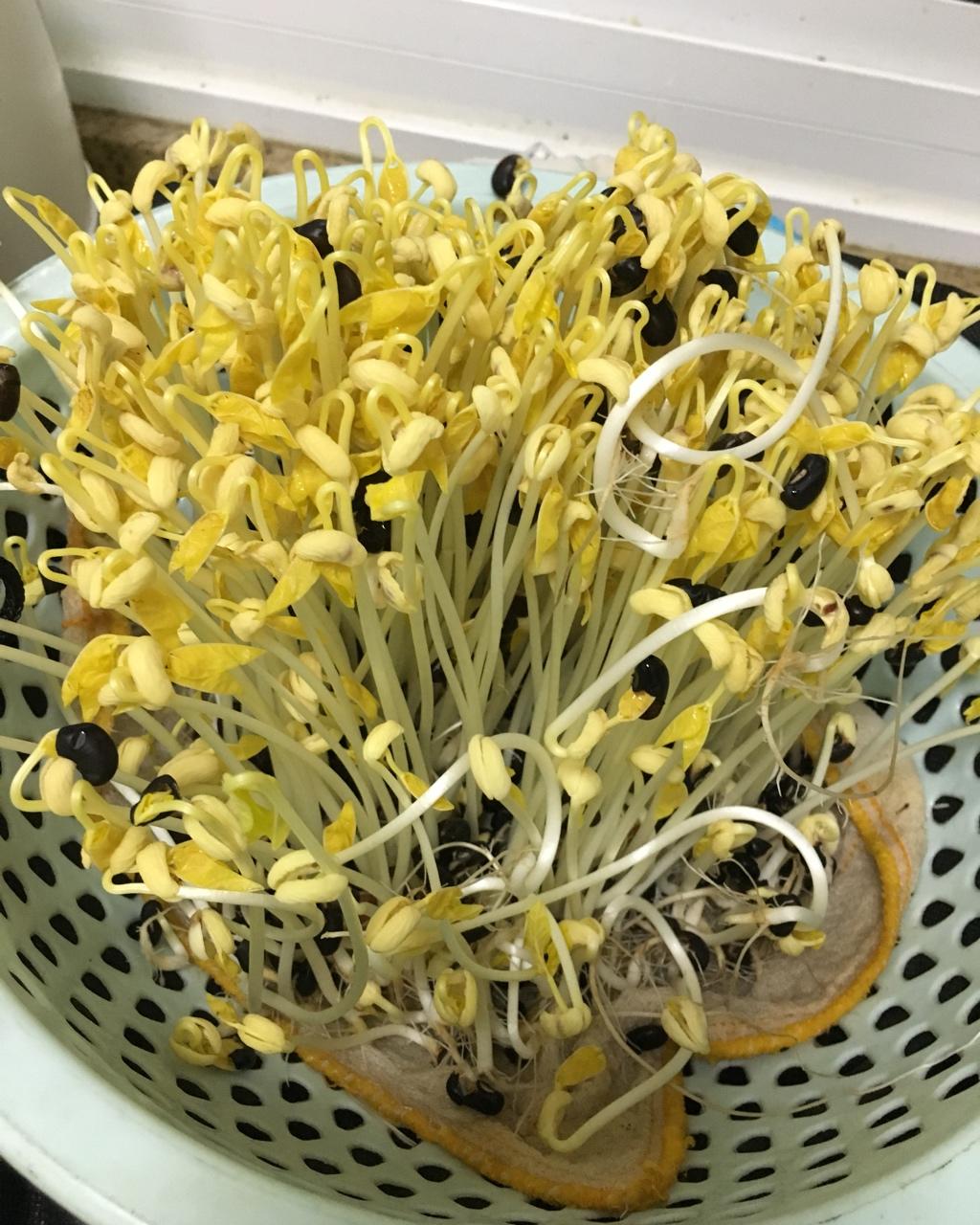 自己在家发豆芽