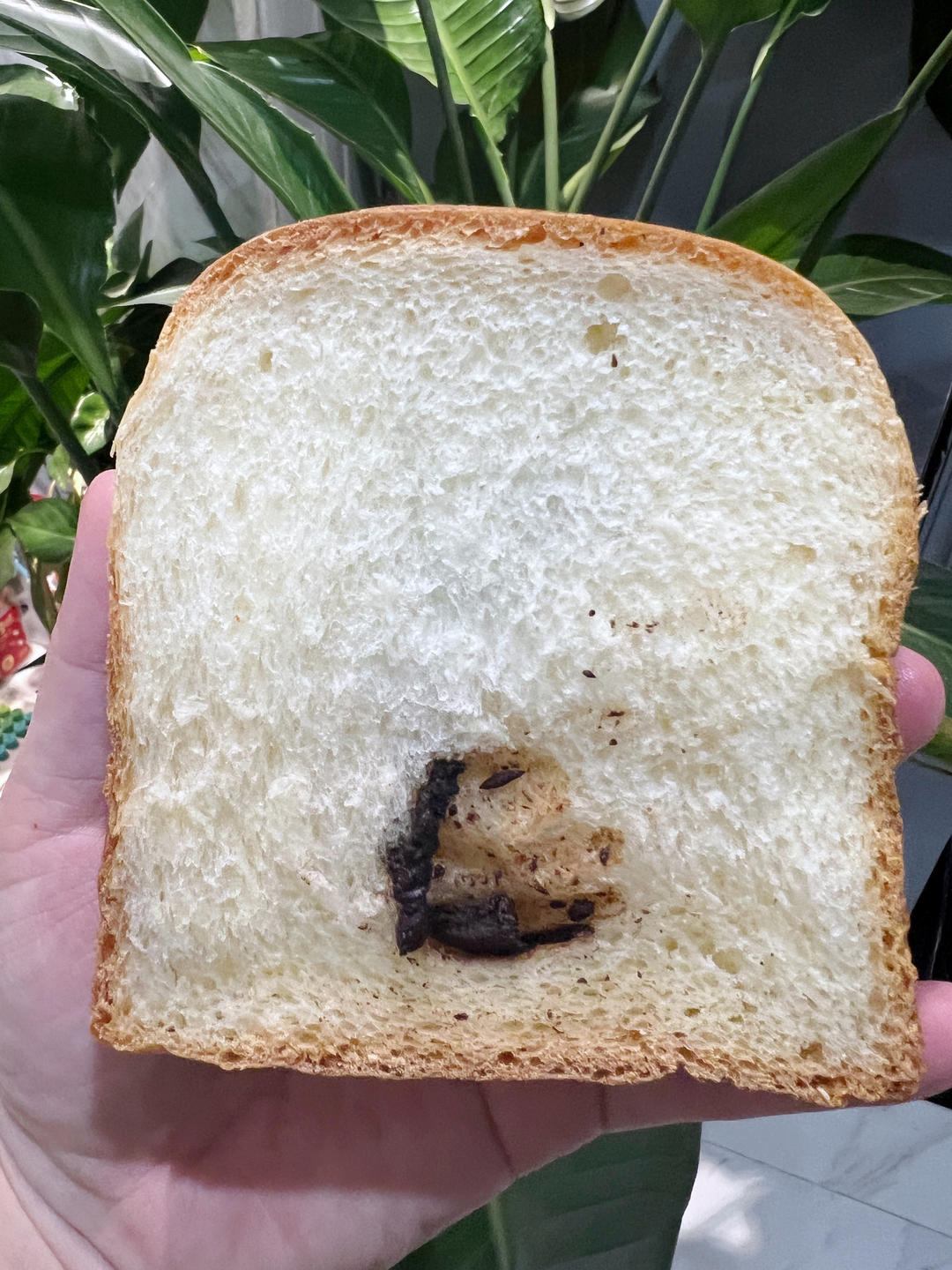 鲜奶吐司（老面法）