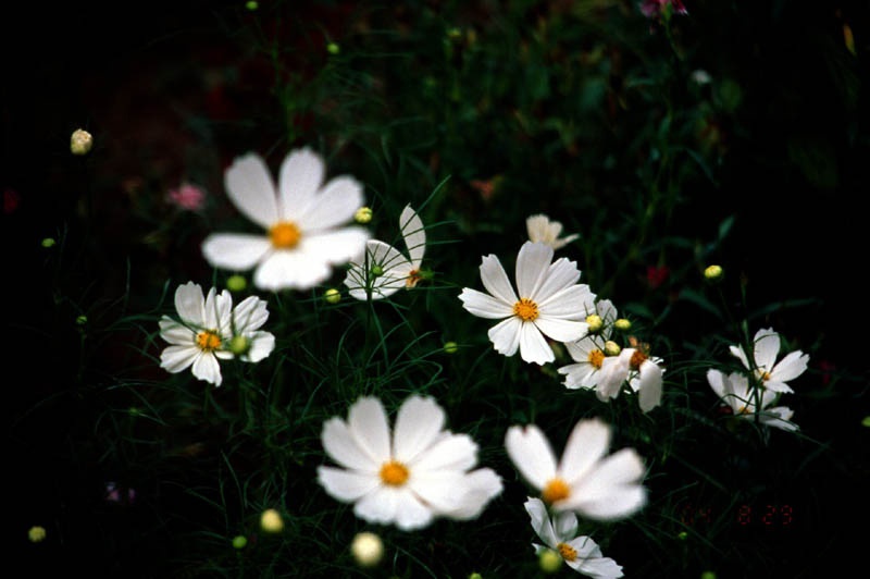 格桑花家