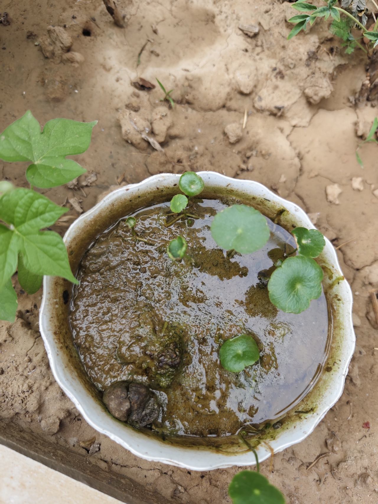 平菇炒肉片