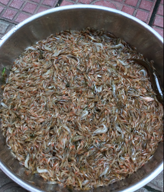 年轻的时候,没东西吃,村南边的那条河清澈见底,捕好多好多的小马虾吃