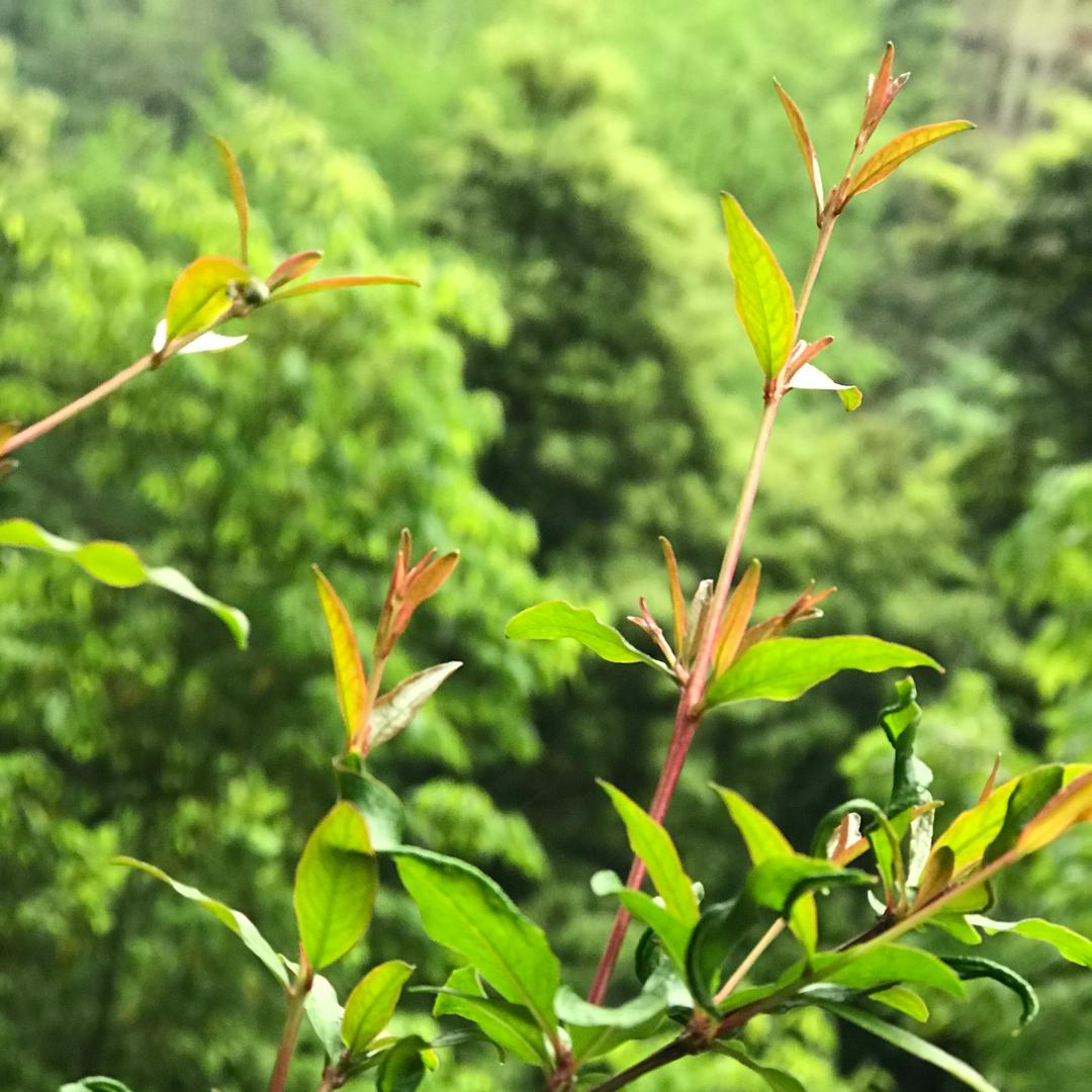 蒂芙尼雅的厨房