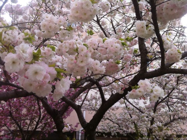 厨房、餐桌、阳台上的鲜花