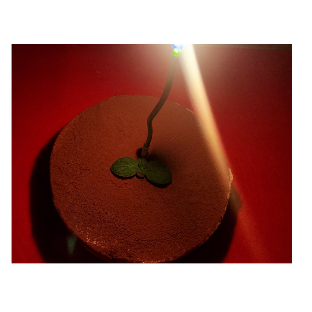 《Tinrry+》提拉米苏