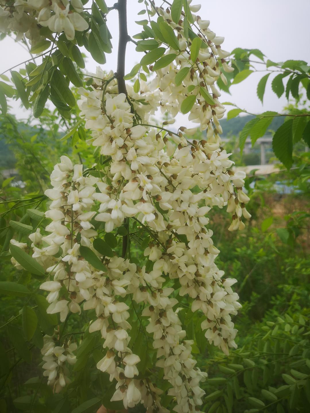 春季时令菜之蒸槐花