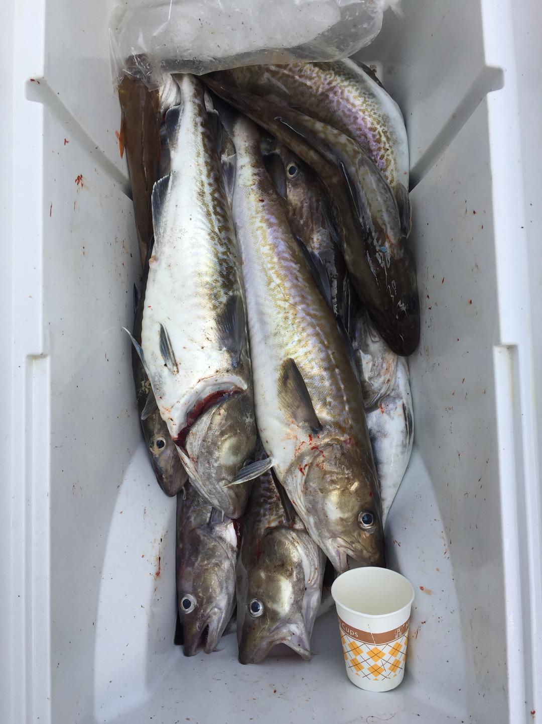 太平洋真鳕鱼头泡饼的做法