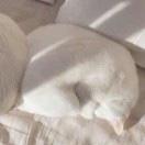 水母捕捉一级选手