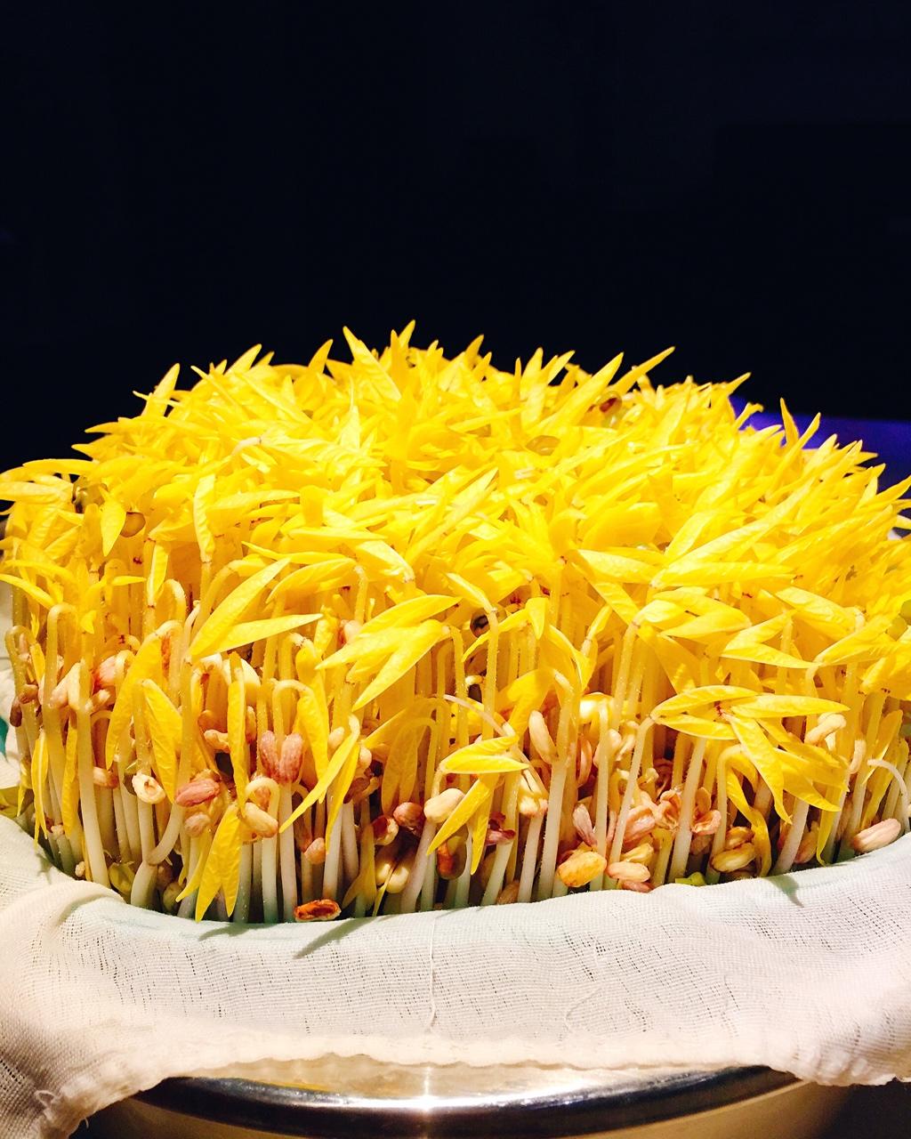 自制豆芽