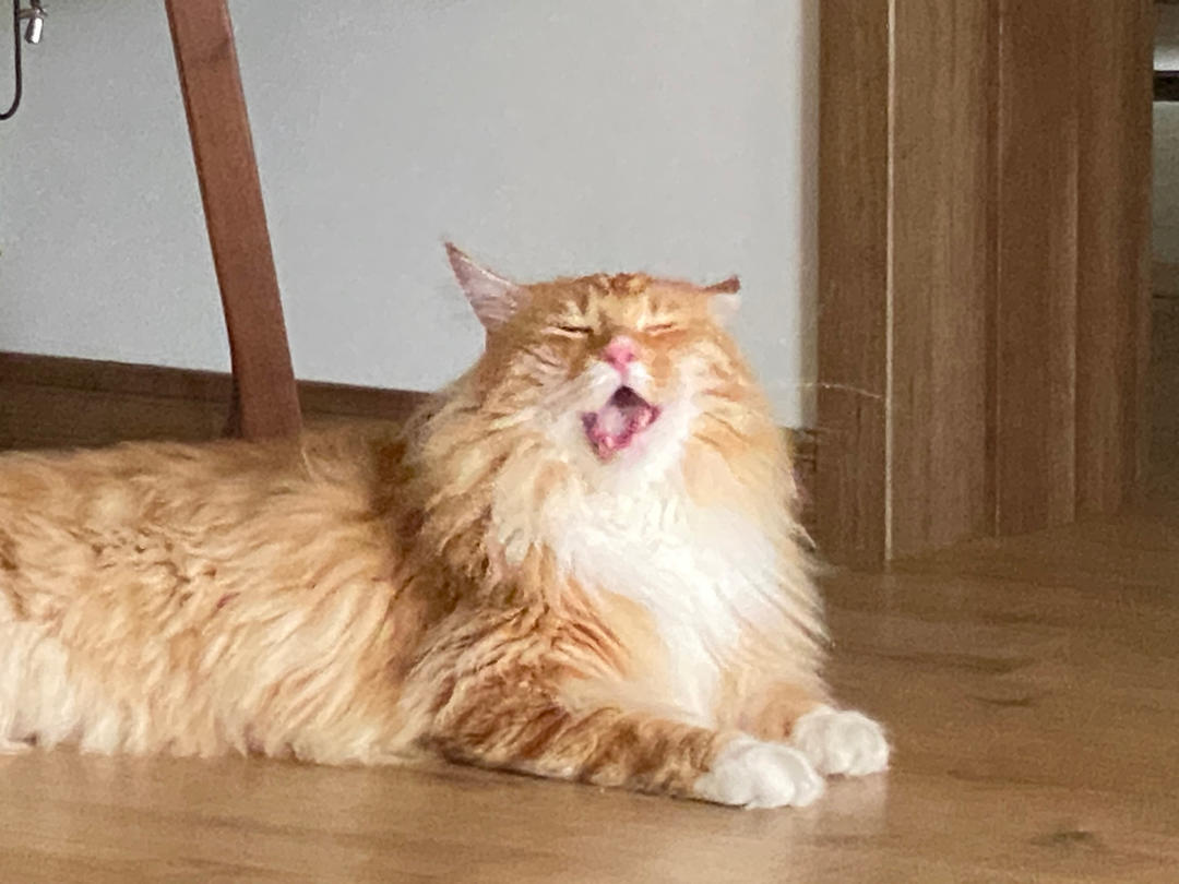 白了了