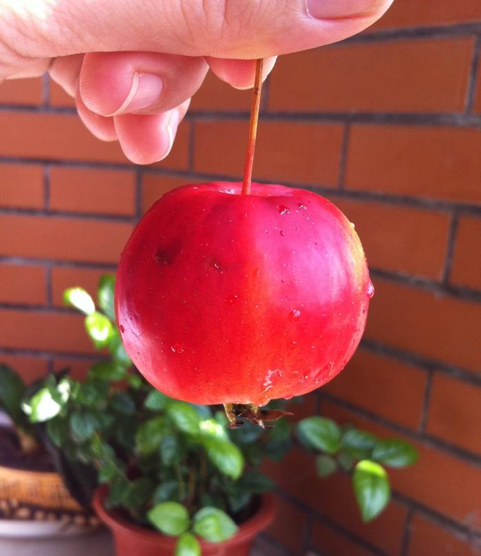 花红——中国苹果的做法