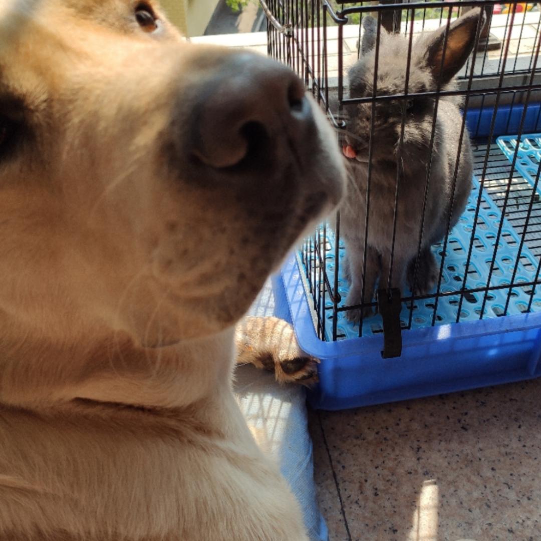 平平无奇的小厨神