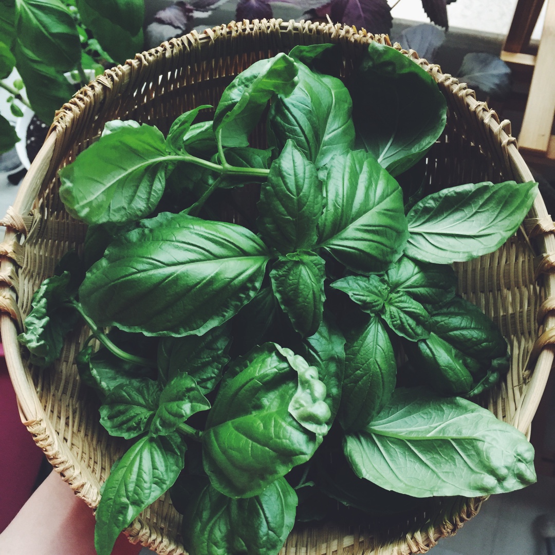 厨房种香草（tips大汇总…缓慢更新）