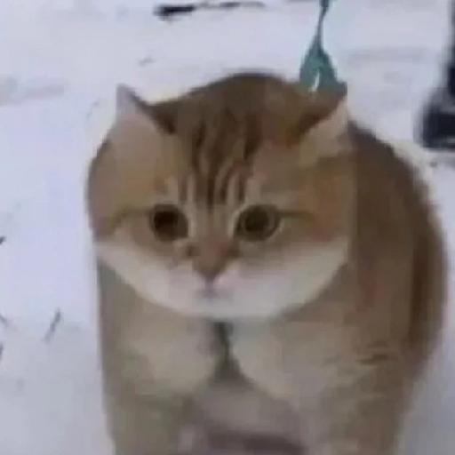 白蓝黄的怪奇厨房