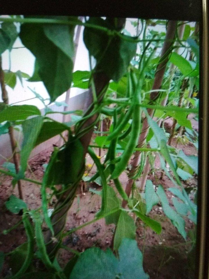 我家的菜园