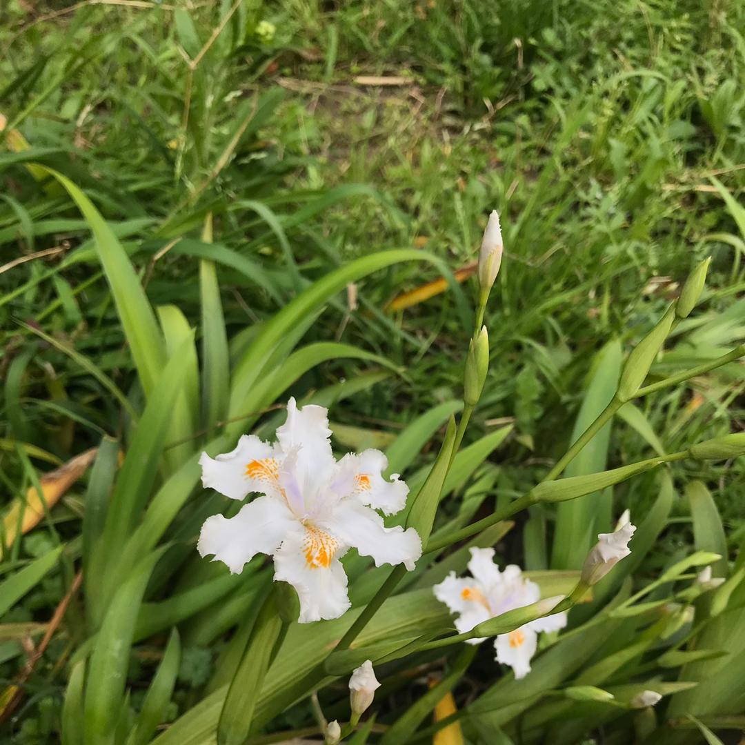 紫菱依在的厨房