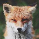 过油肉拌葫芦头