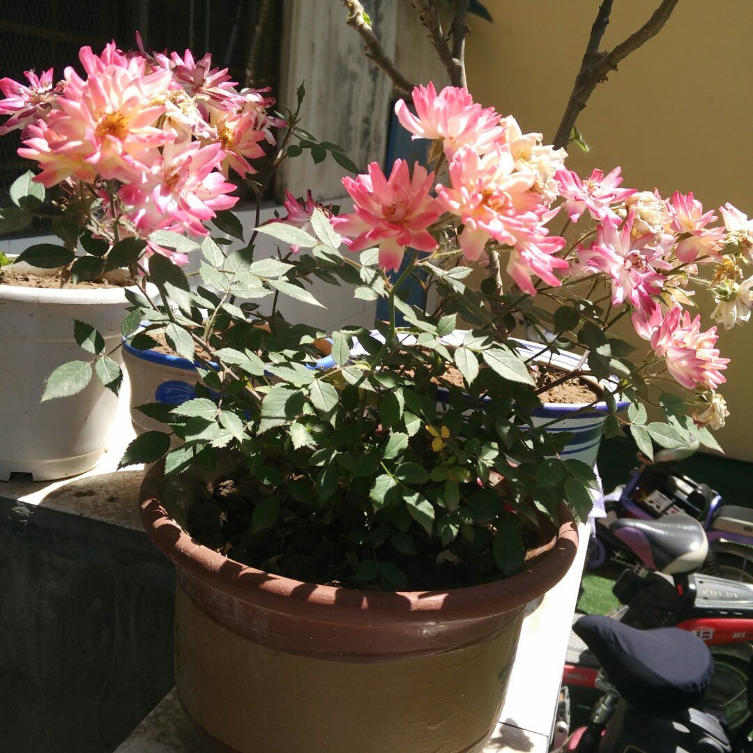 cc春暖花开cc