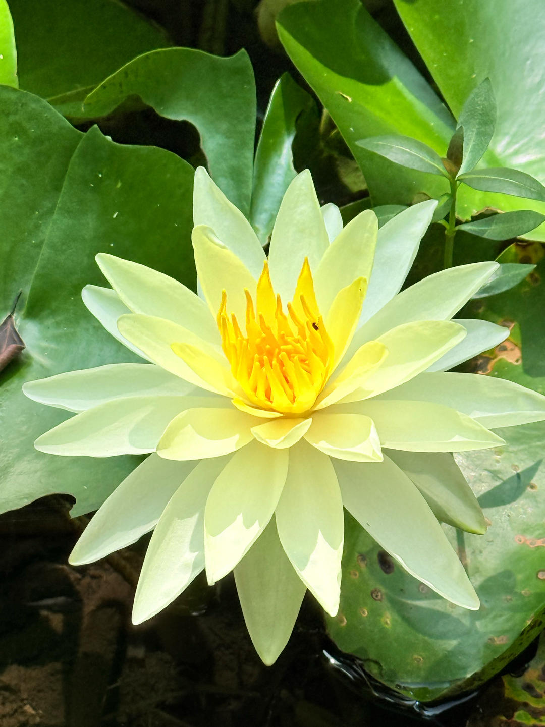 haochiaichi