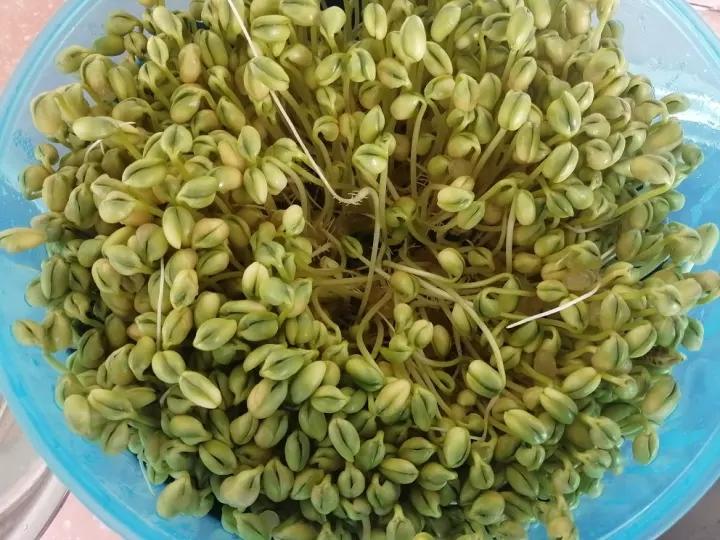 自然生环保豆芽（豆芽机版）