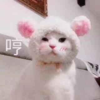 谁家猫会叫鼻屎啊的厨房