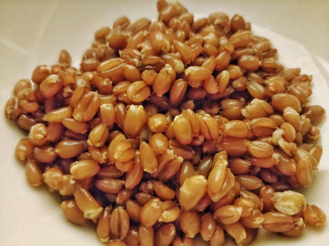 【健康三餐】发芽小麦饭