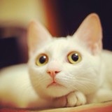 胃喂喂喂喂的厨房