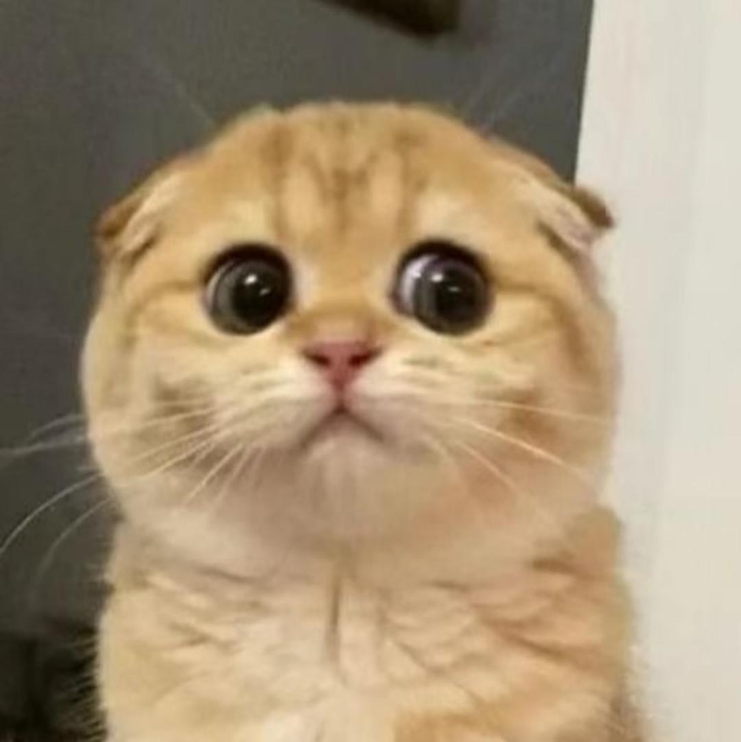 饭饭吃了吗
