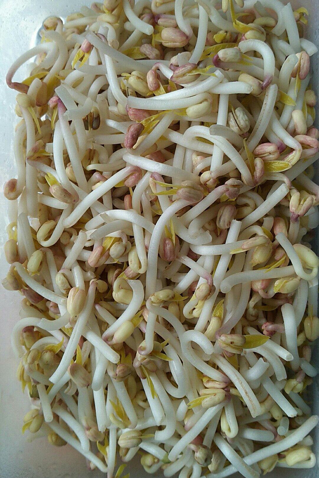 自己在家发豆芽
