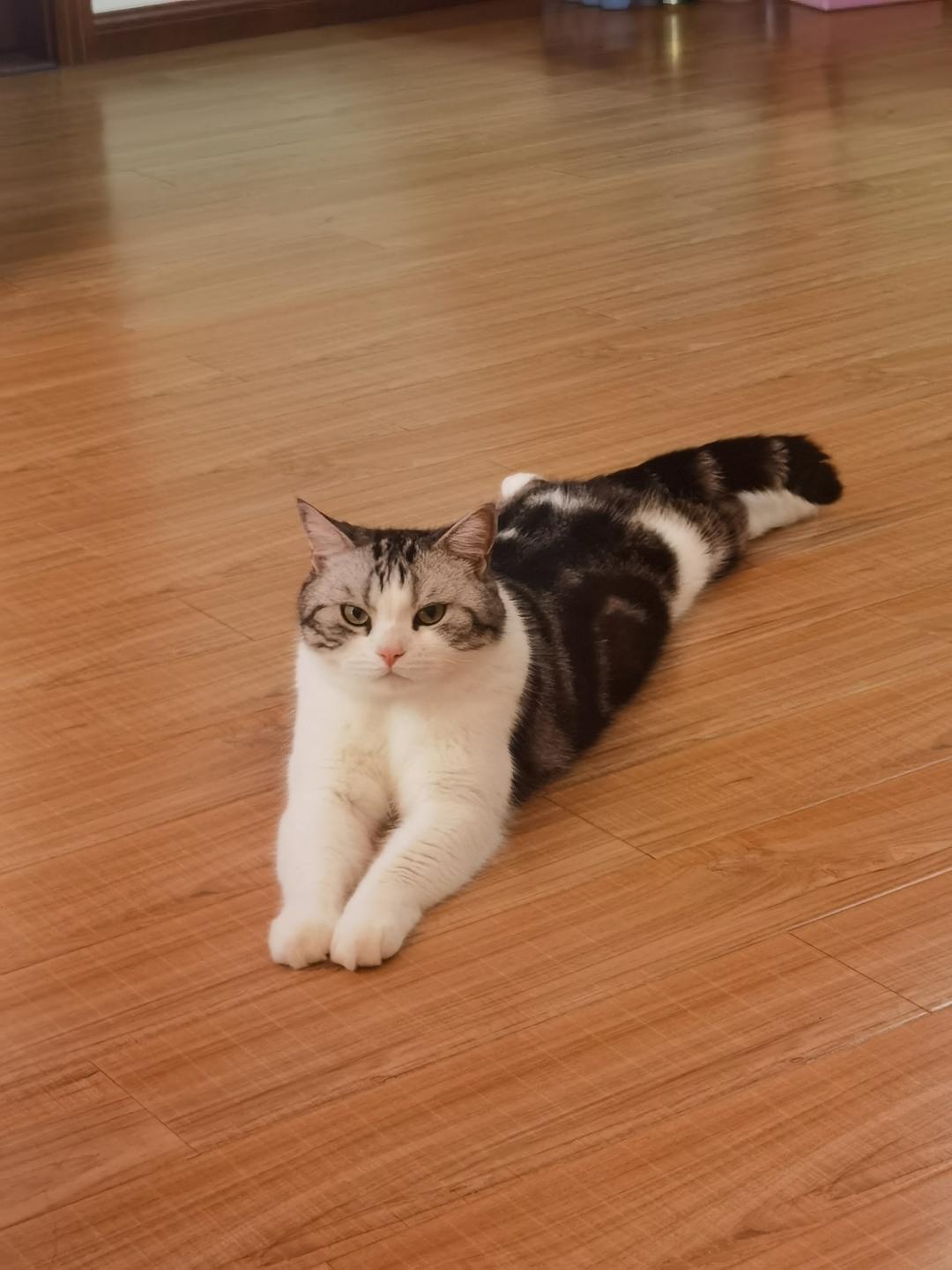 炒包菜