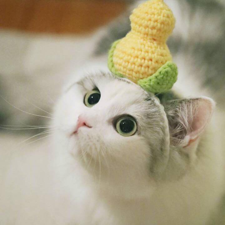 猫鱼辣个喲喲
