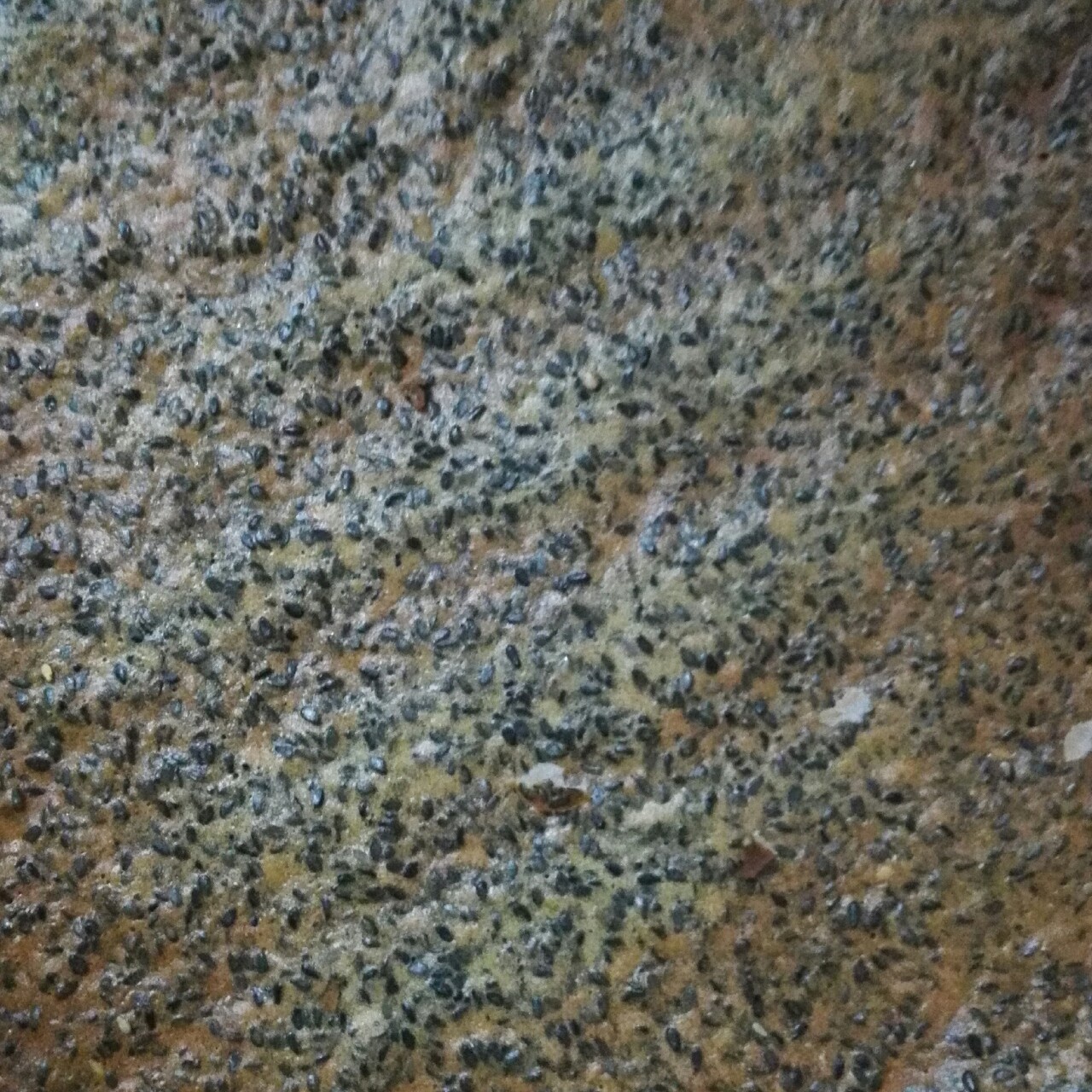芝麻脆饼 饼干