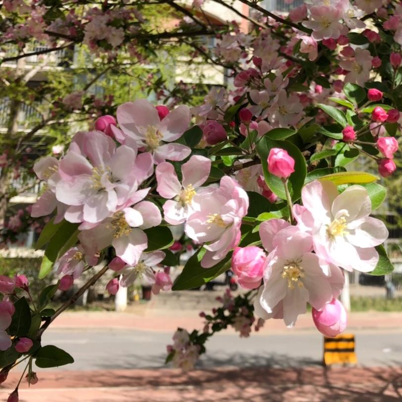 小丸子芋芋