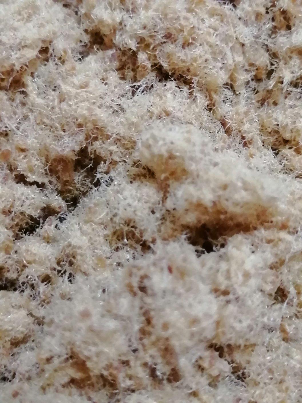 自制肉松 全网最简单的做法‼️家庭版 视频讲解