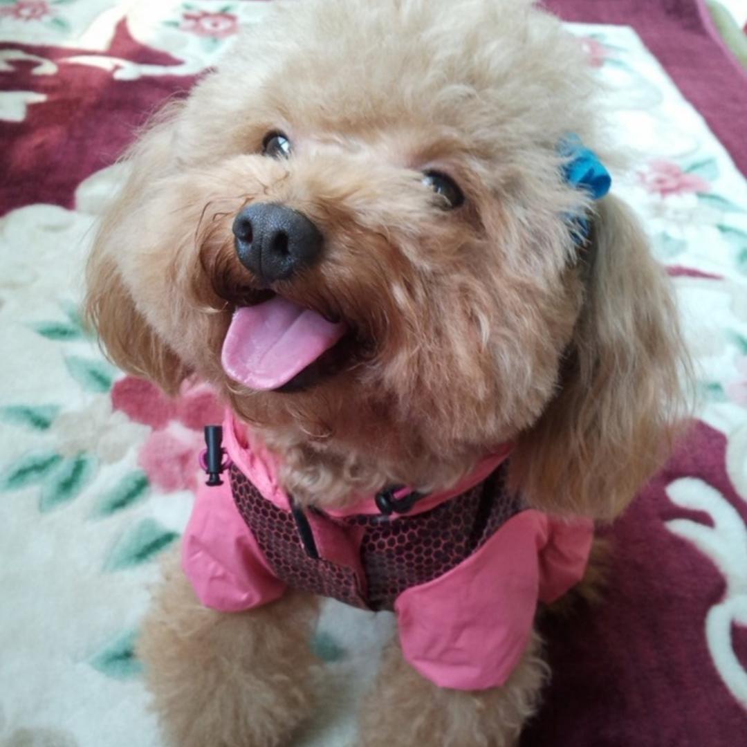 皮皮多多的妈妈