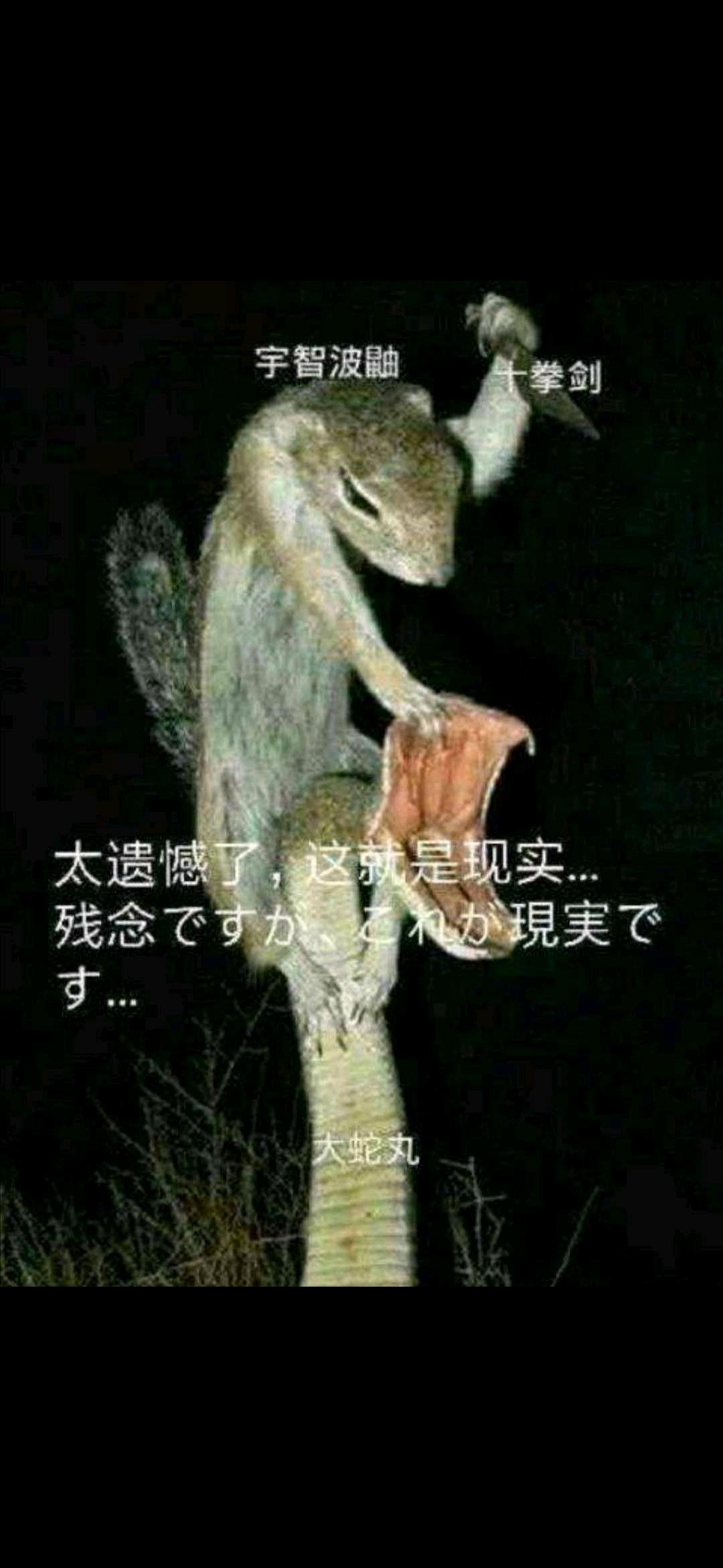 04红烧鸡翅炖香菇