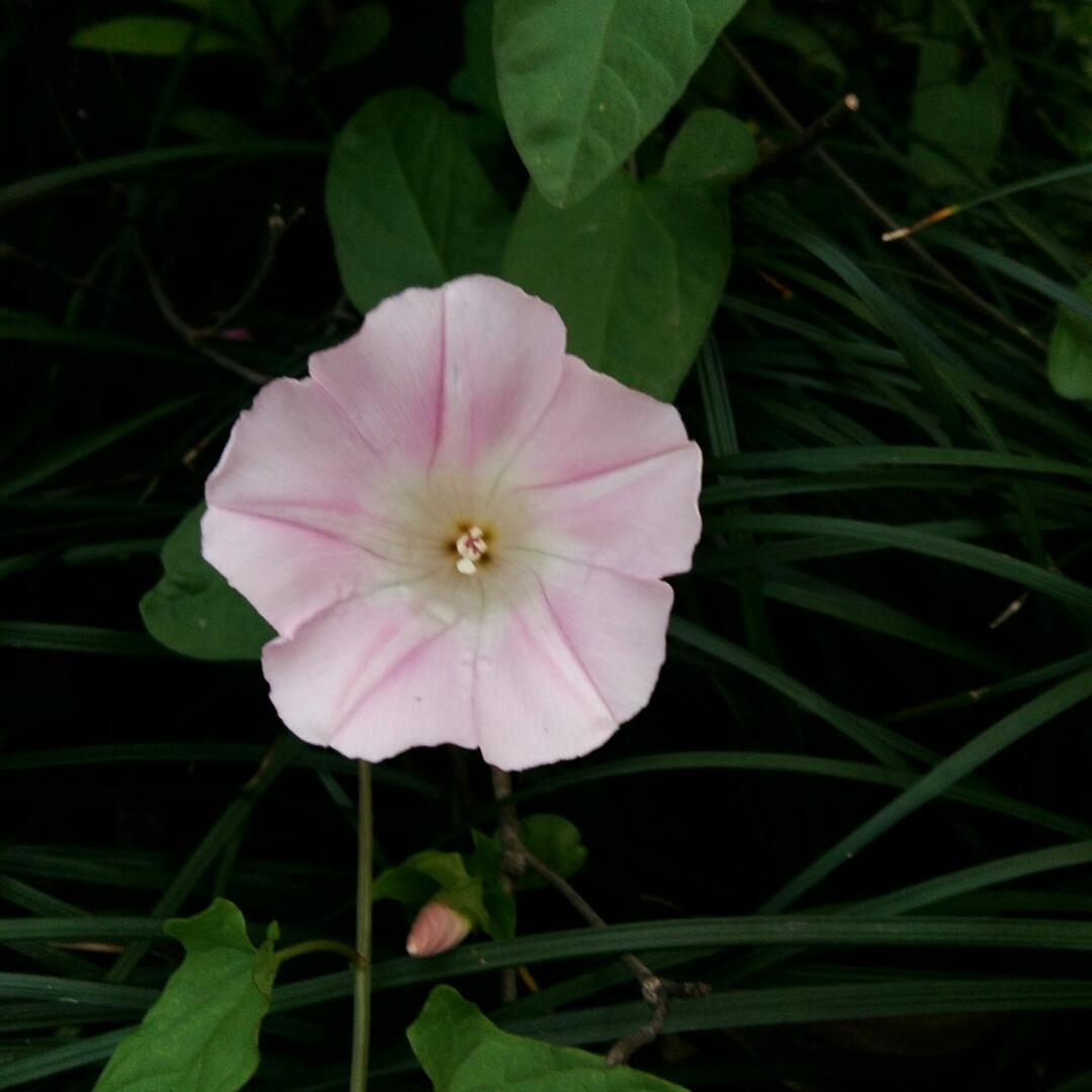 水袖繁花