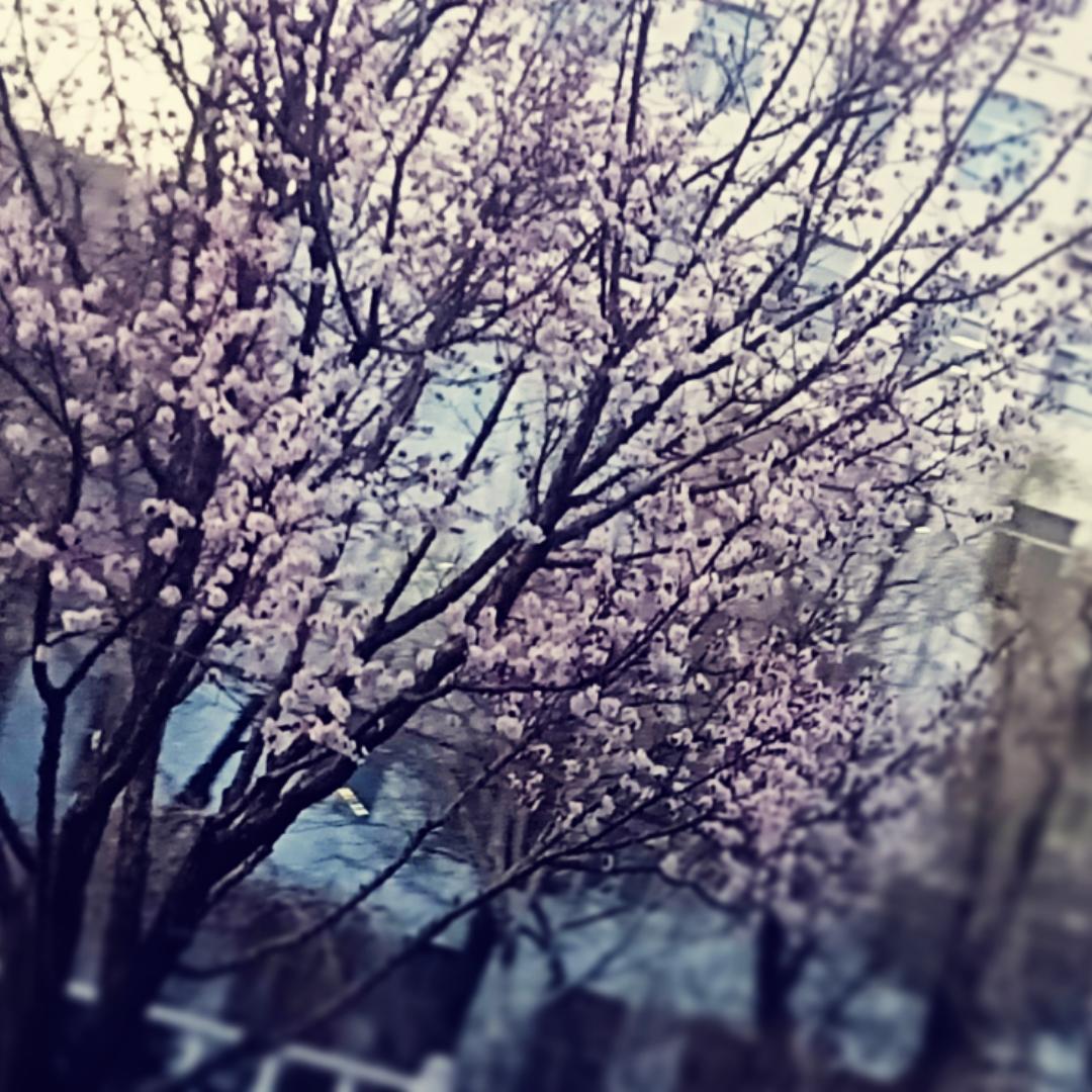 金鼎晨汽车电子小红