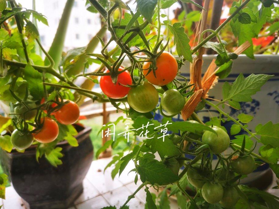 11种口味的粽子.咸粽.甜粽-附粽子包法