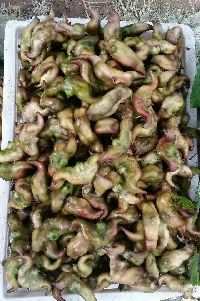 瑞气祥和做的盐水菱角盐水菱角小吃首页登录注册作品动态菜单查看全部