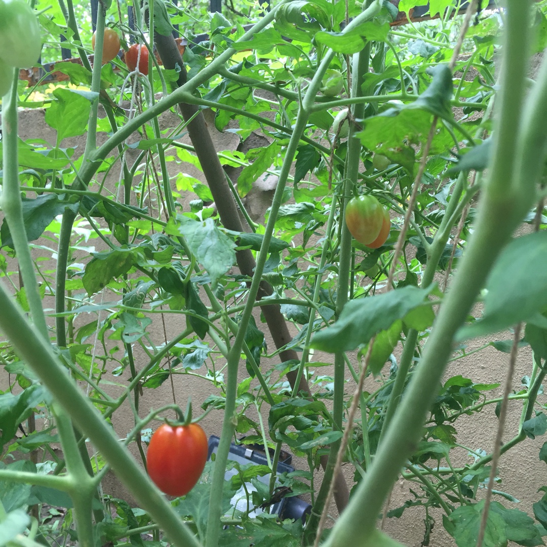 在自家院子里种菜