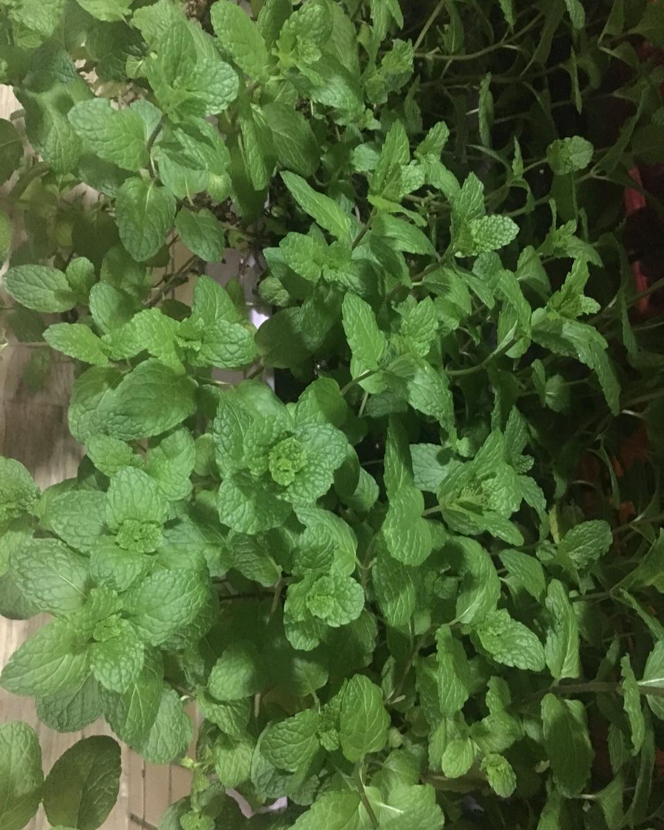 薄荷种植手册，如何把你的薄荷养到爆盆