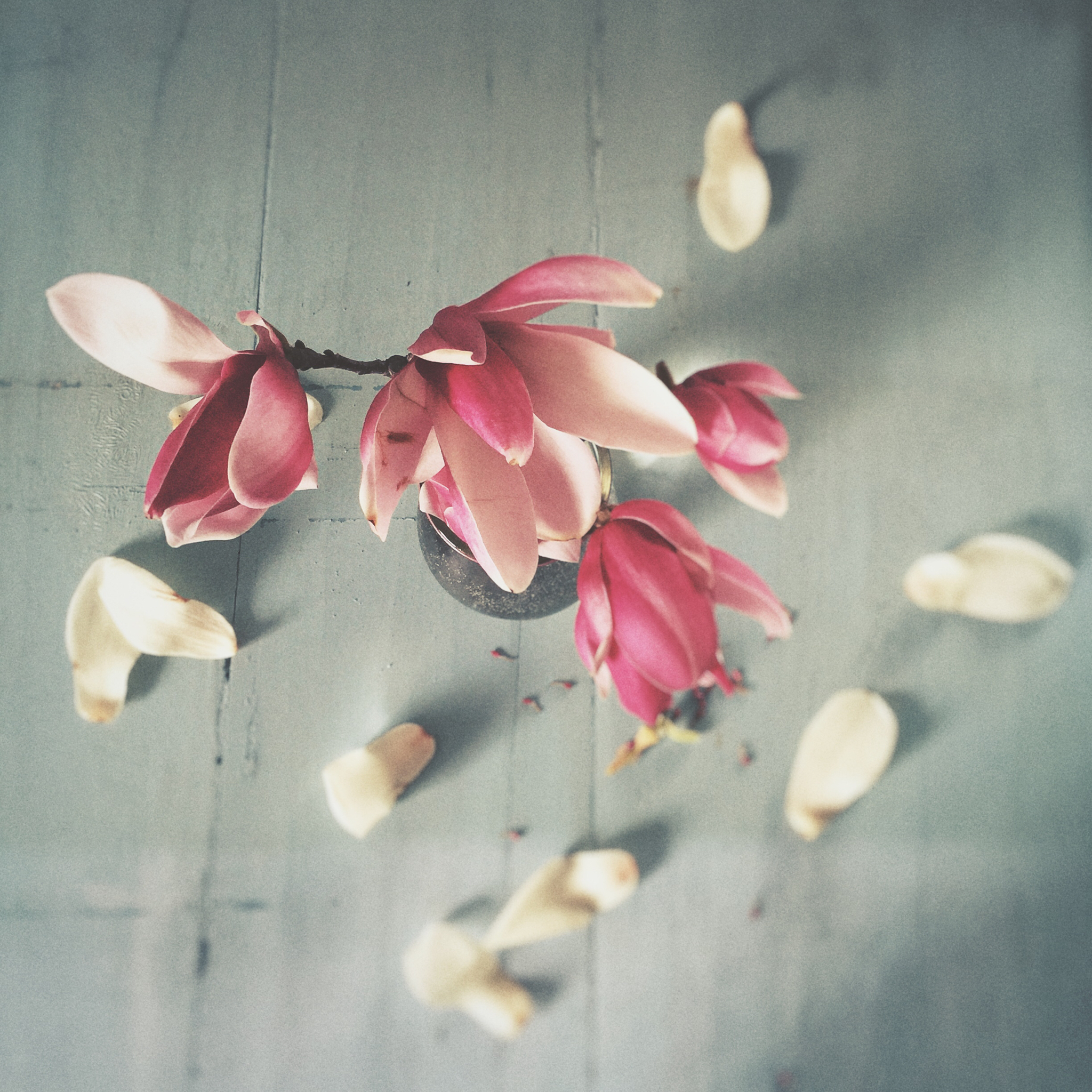 花语