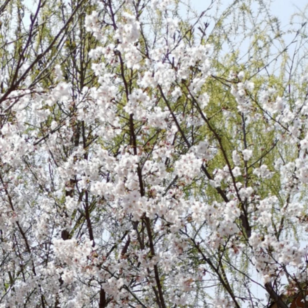 平望lily