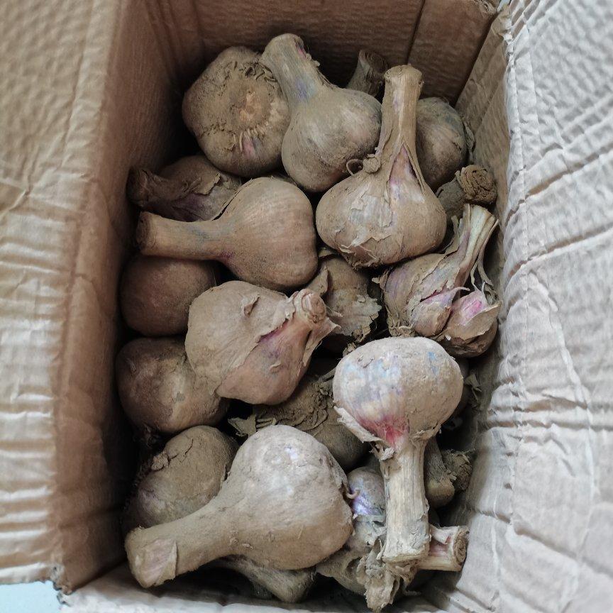 腌糖蒜