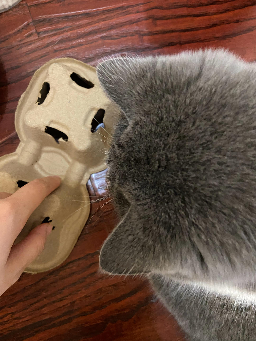 地球online用户87