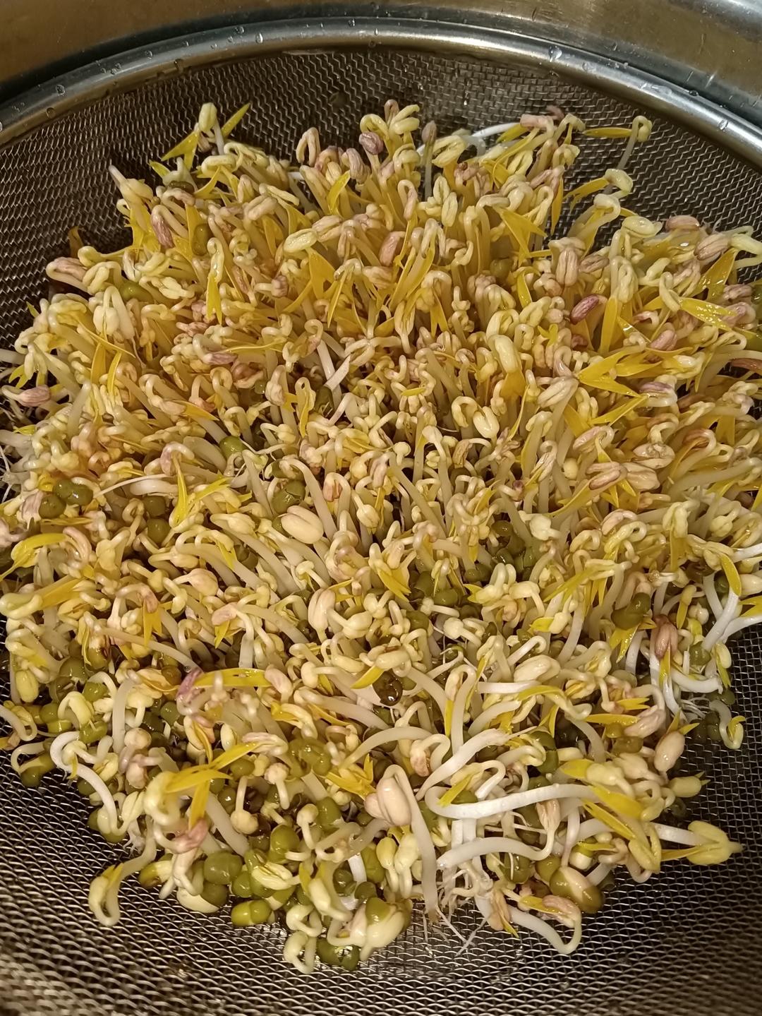 沥水篮发豆芽