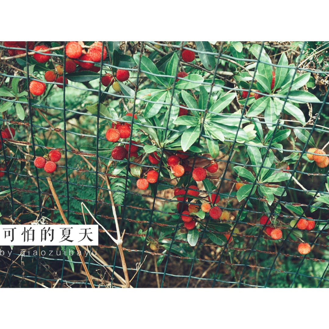 相机吃的菜哦(◍•ᴗ•◍)