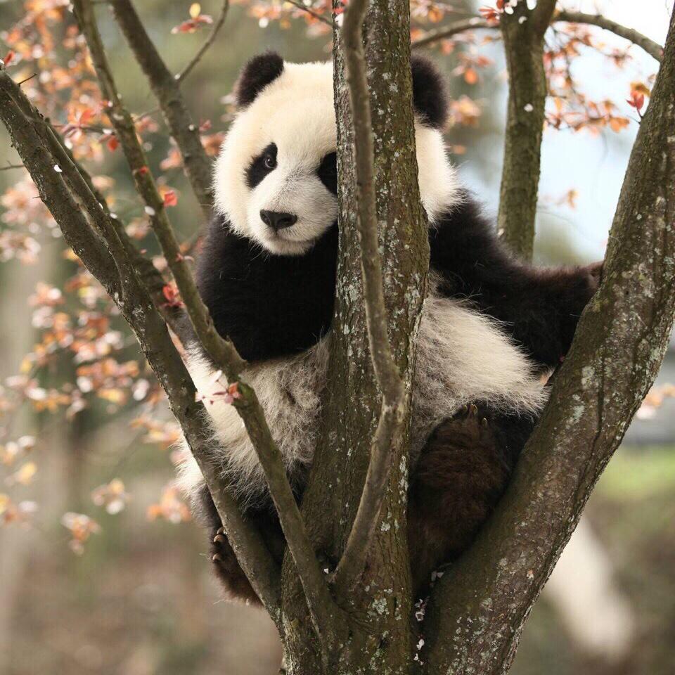 雪人司令