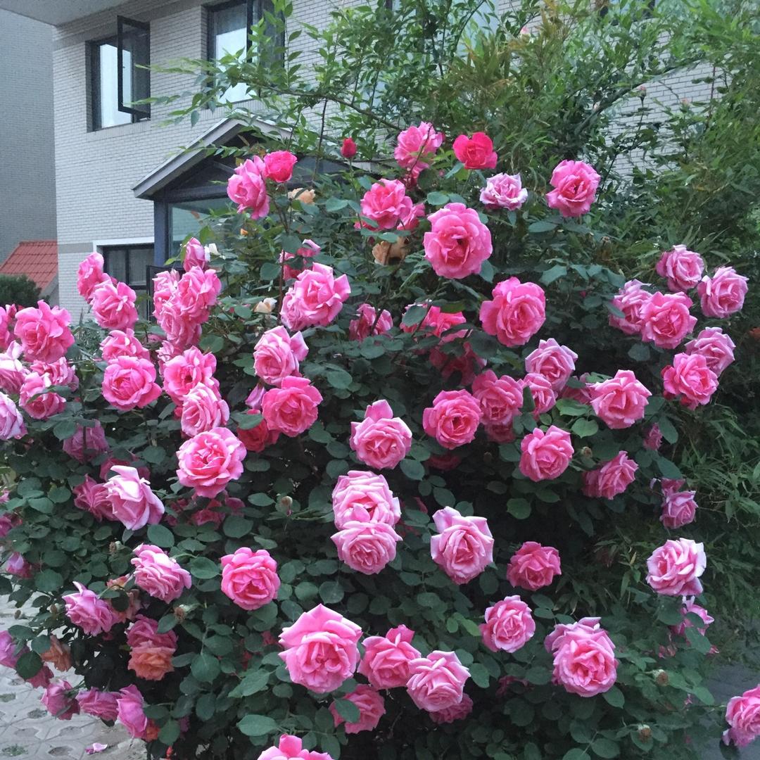 宅在家里的Lily